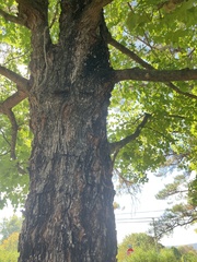 Acer floridanum