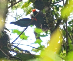 Chiroxiphia caudata
