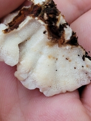 Thelephora terrestris