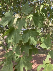 Acer floridanum