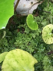 Trichocolea tomentella