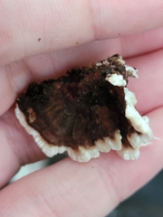 Thelephora terrestris