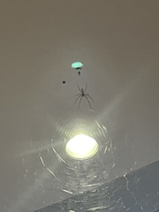 Trichonephila clavata