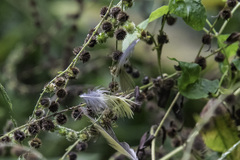Geothlypis trichas