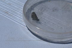 Euphilotes ancilla