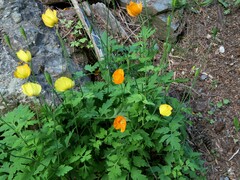 Papaver cambricum