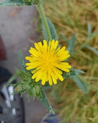 Helminthotheca echioides