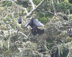 Pteropus livingstonii