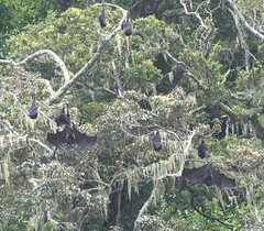 Pteropus livingstonii