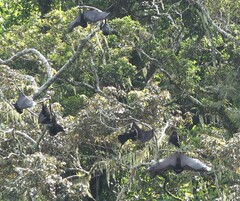 Pteropus livingstonii