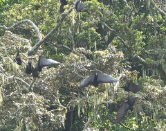 Pteropus livingstonii