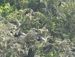 Pteropus livingstonii