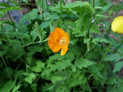 Papaver cambricum