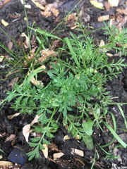 Lepidium didymum