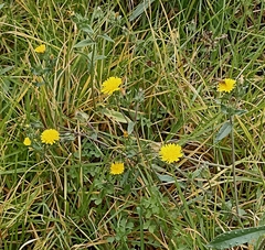 Helminthotheca echioides