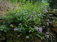 Penstemon serrulatus