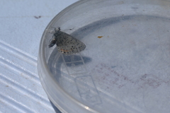 Euphilotes ancilla