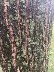 Hyperphyscia adglutinata