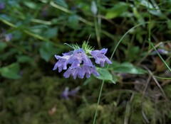 Penstemon serrulatus
