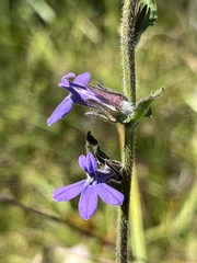 Lobelia reverchonii