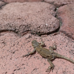 Sceloporus grammicus