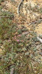 Lampranthus debilis