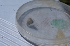 Euphilotes ancilla
