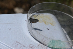 Euphilotes ancilla