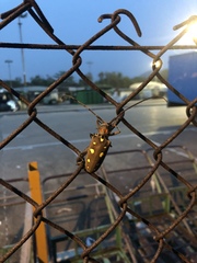 Batocera rubus