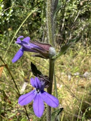 Lobelia reverchonii