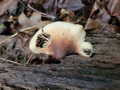 Lentinellus
