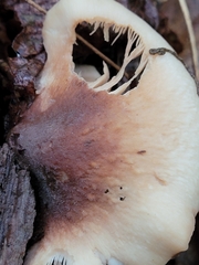 Lentinellus
