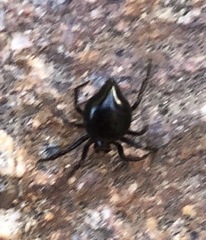 Euryopis episinoides