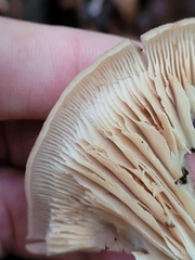 Lentinellus