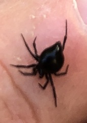Euryopis episinoides