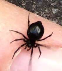 Euryopis episinoides