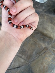 Cemophora coccinea coccinea