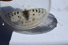 Parnassius smintheus image