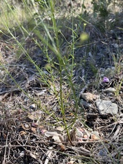 Agalinis edwardsiana