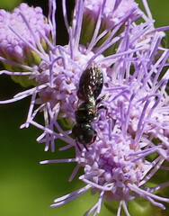 Ceratina