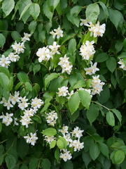 Philadelphus lewisii