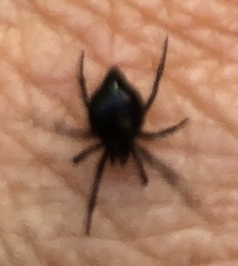 Euryopis episinoides