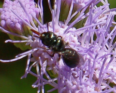 Ceratina