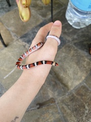 Cemophora coccinea coccinea