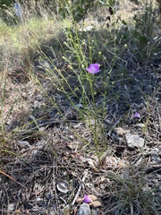 Agalinis edwardsiana