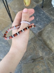 Cemophora coccinea coccinea