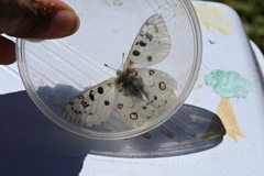 Parnassius smintheus