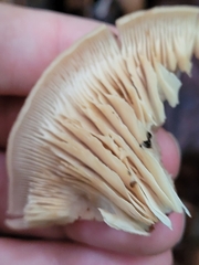Lentinellus