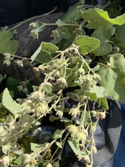 Allowissadula lozanoi