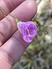 Agalinis edwardsiana